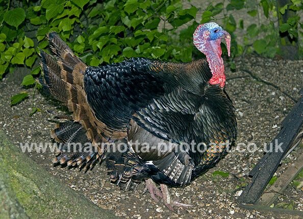 Click to See Next Image