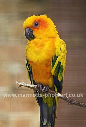 Click to See Next Image