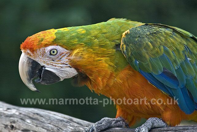 Click to See Next Image