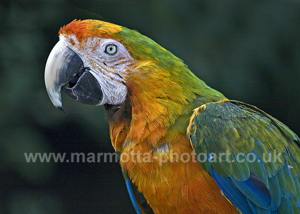 Click to See Next Image