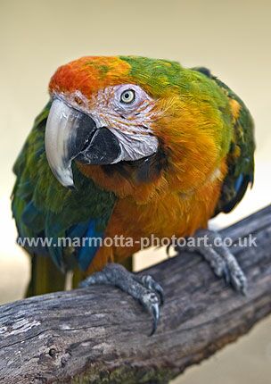 Click to See Next Image