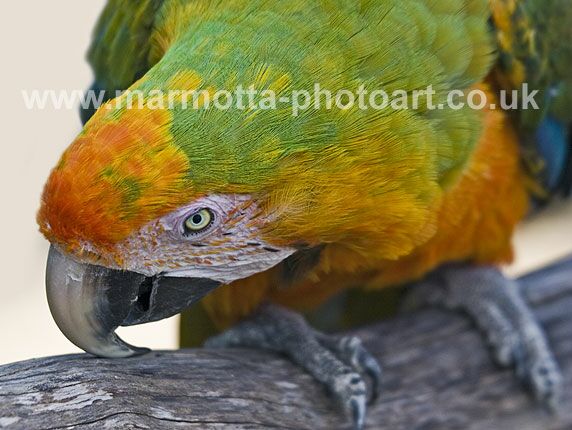 Click to See Next Image