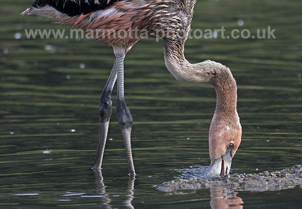 Click to See Next Image