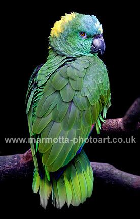 Click to See Next Image