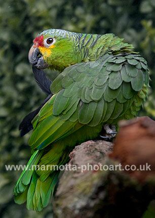 Click to See Next Image