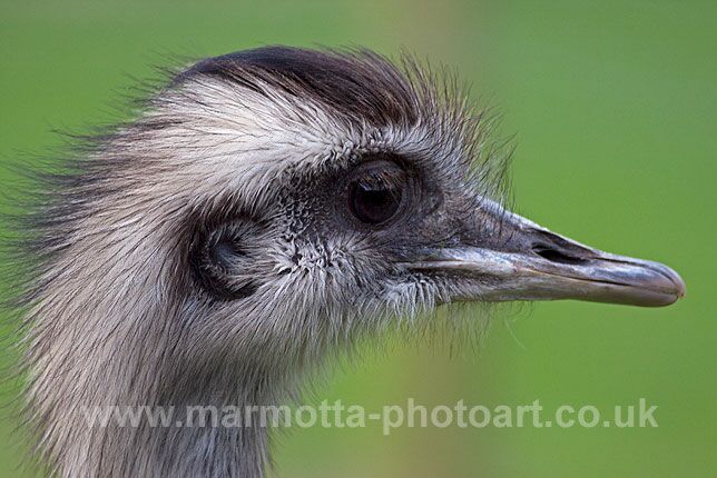 Click to See Next Image