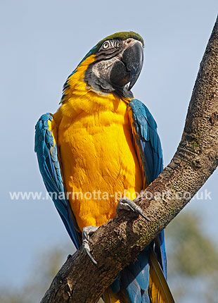 Click to See Next Image