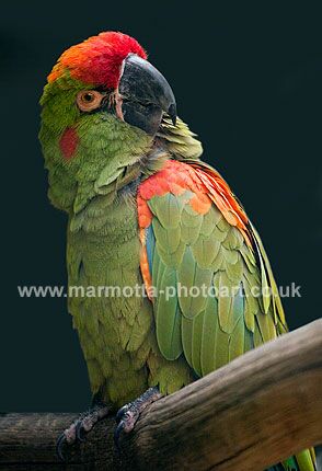 Click to See Next Image