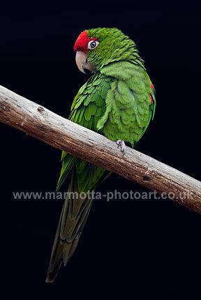 Click to See Next Image