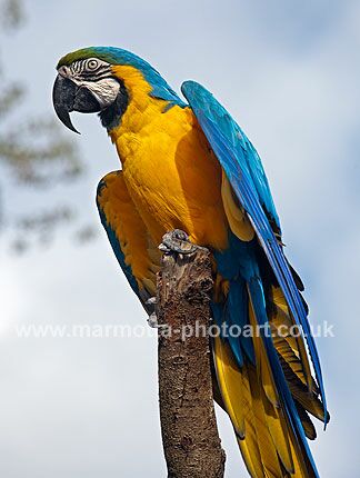 Click to See Next Image