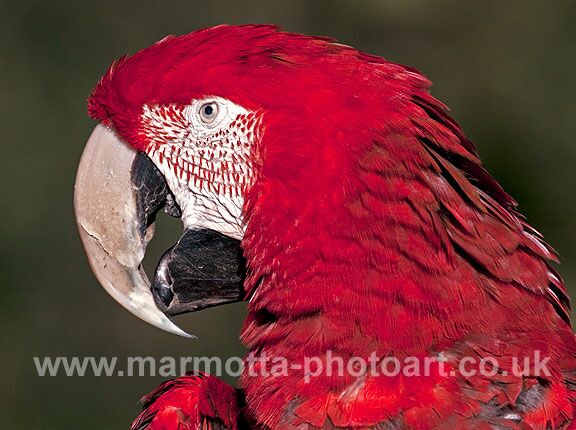 Click to See Next Image