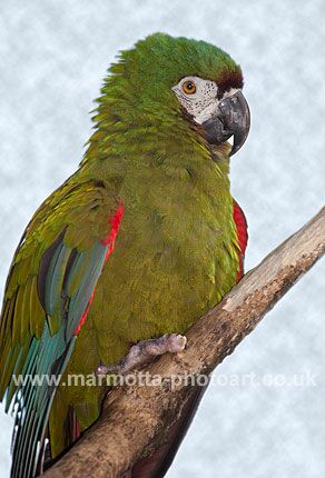 Click to See Next Image