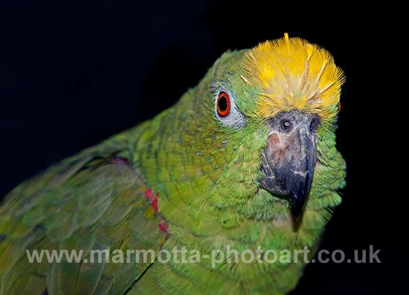 Click to See Next Image