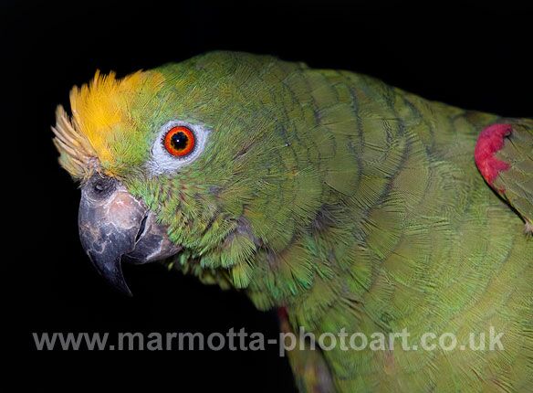 Click to See Next Image