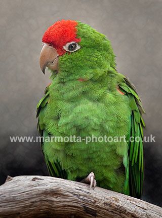 Click to See Next Image