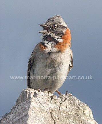 Click to See Next Image