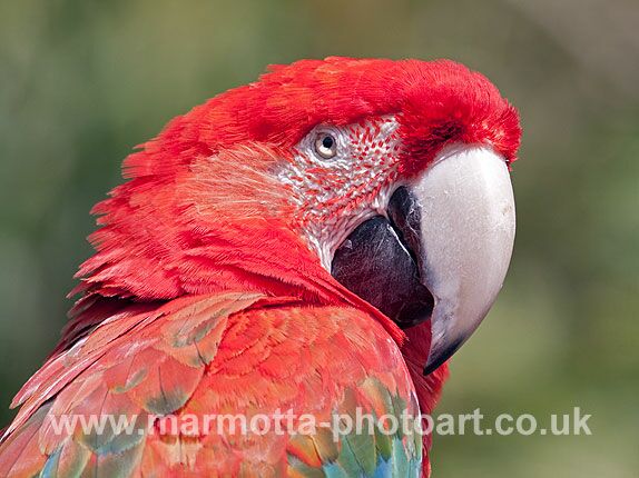 Click to See Next Image