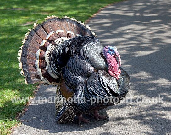 Click to See Next Image