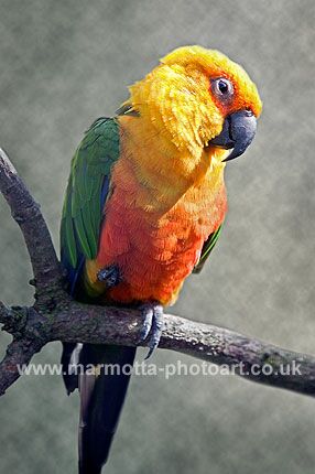 Click to See Next Image