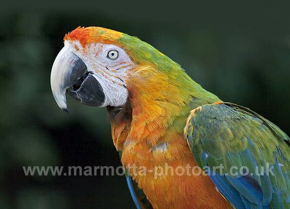 Click to See Next Image