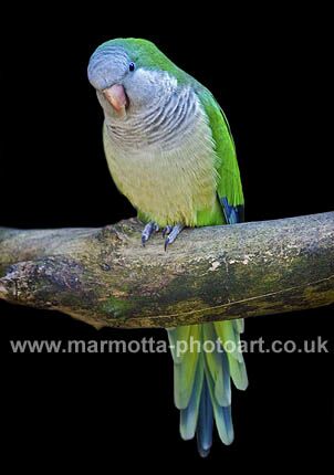 Click to See Next Image