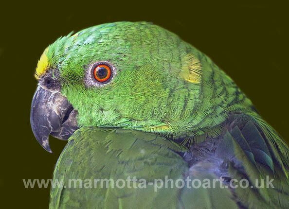 Click to See Next Image