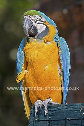 Click to See Next Image