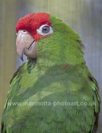 Click to See Next Image