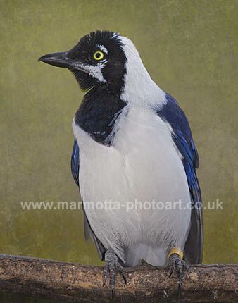 Click to See Next Image