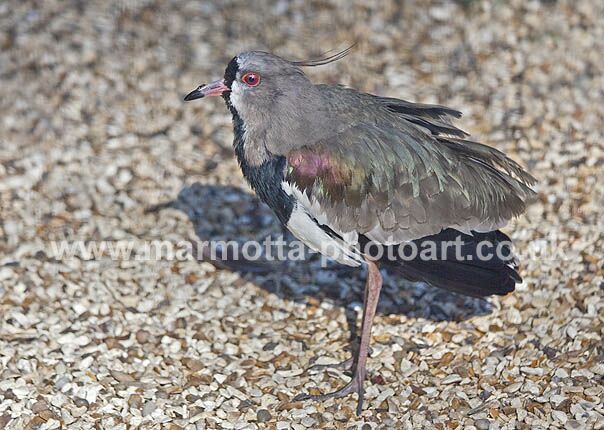 Click to See Next Image