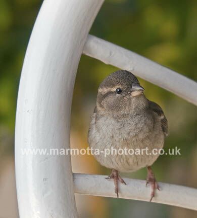 Click to See Next Image