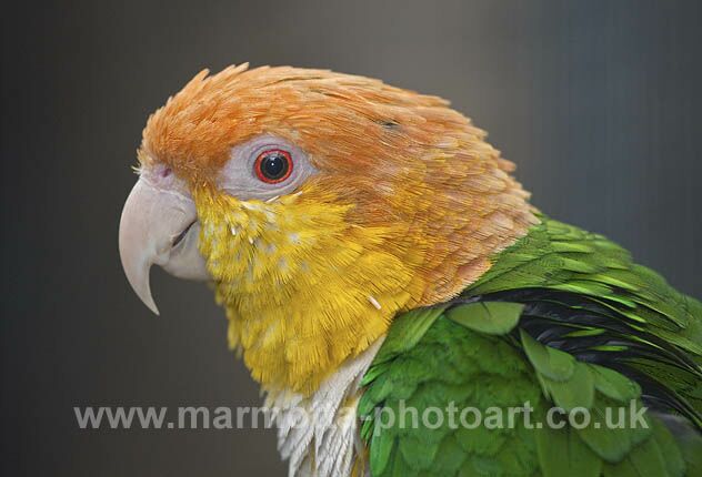 Click to See Next Image