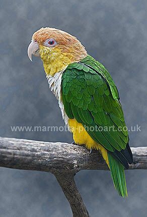 Click to See Next Image