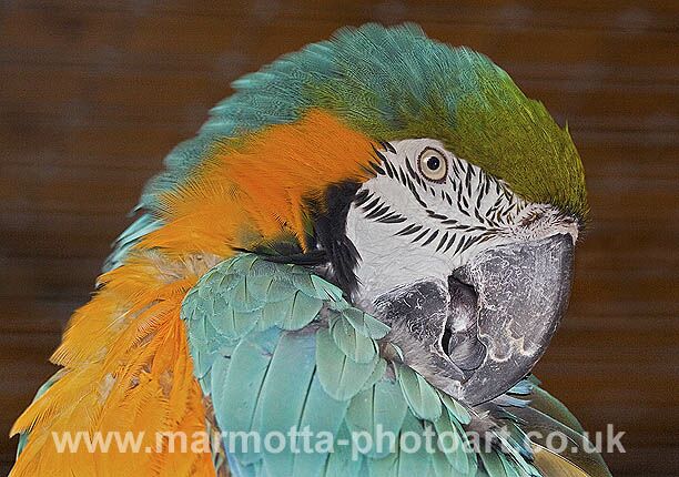 Click to See Next Image