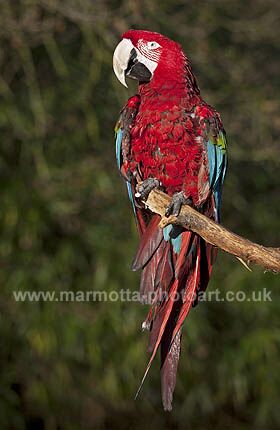 Click to See Next Image