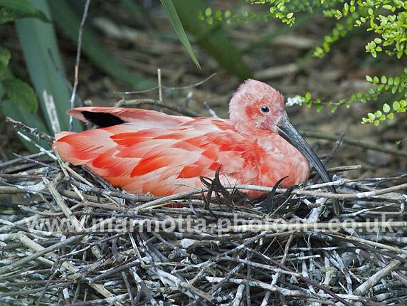 Click to See Next Image