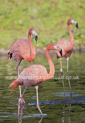 Click to See Next Image