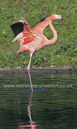 Click to See Next Image