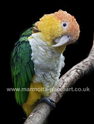 Click to See Next Image