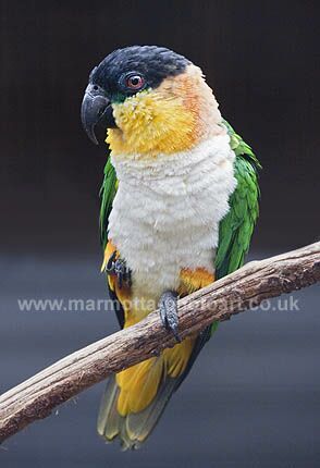 Click to See Next Image