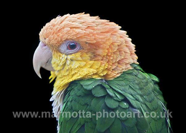 Click to See Next Image