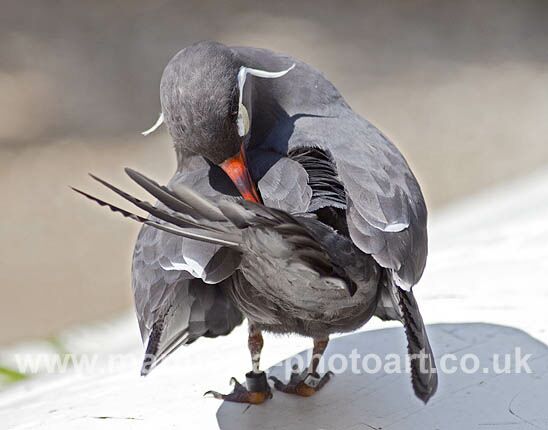 Click to See Next Image