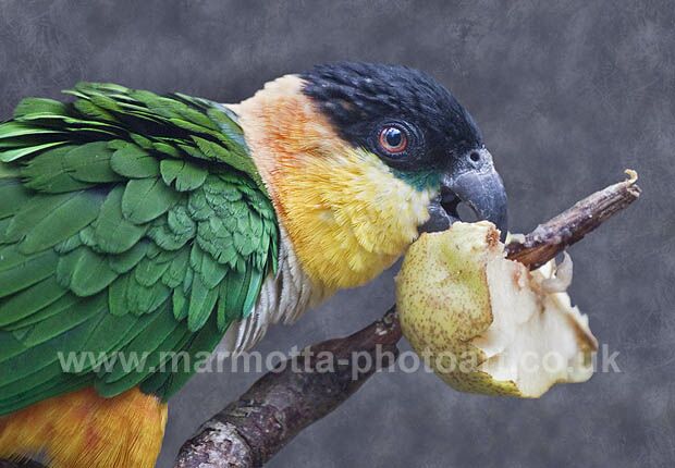 Click to See Next Image