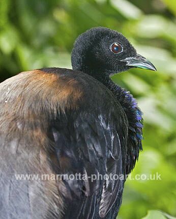 Click to See Next Image