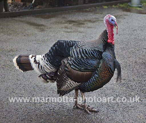 Click to See Next Image