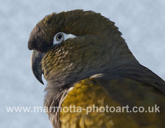 Click to See Next Image