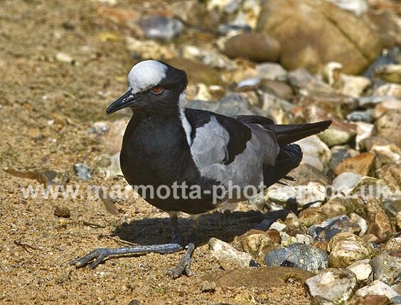 Click to See Next Image