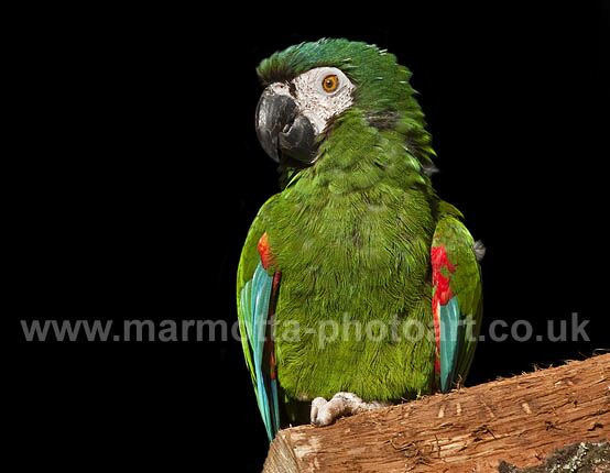 Click to See Next Image