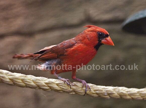 Click to See Next Image