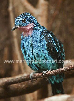 Click to See Next Image